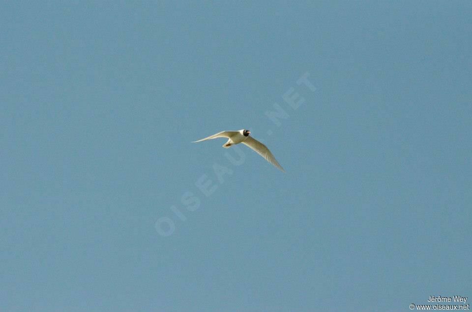 Mediterranean Gull