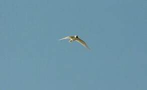 Mediterranean Gull