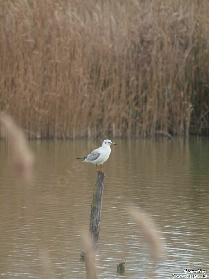 Black-headed Gull