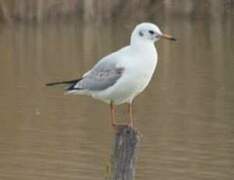 Mouette rieuse