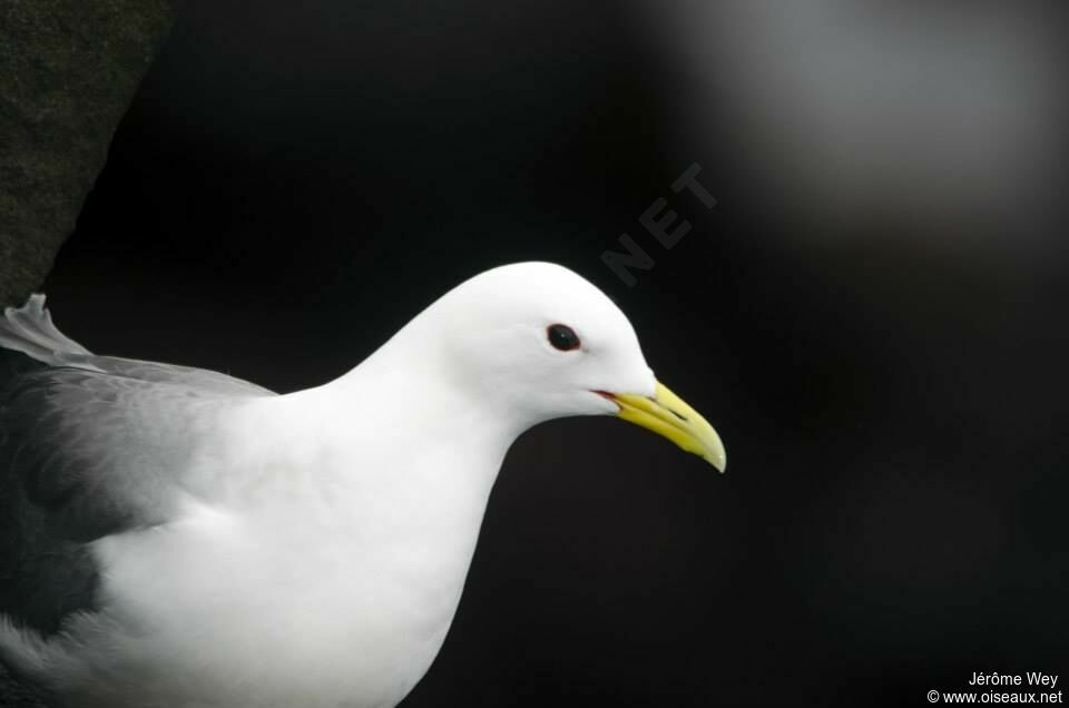 Black-legged Kittiwake