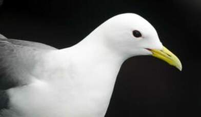 Mouette tridactyle