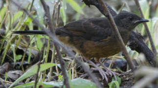 White-tailed Ant Thrush