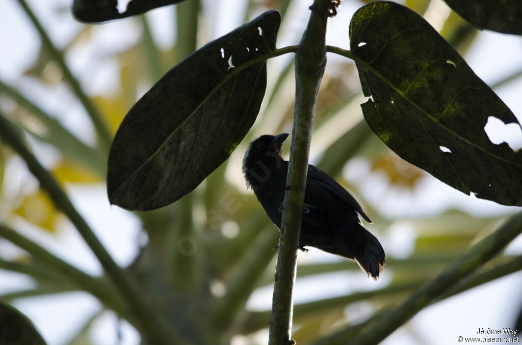 Grey-headed Nigrita