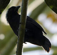 Grey-headed Nigrita