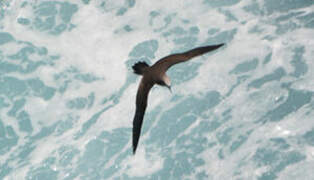 Brown Noddy