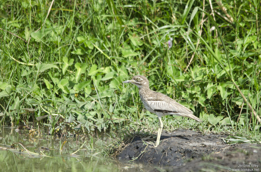 Water Thick-knee