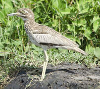 Water Thick-knee