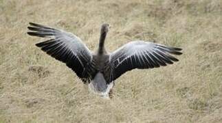 Greylag Goose