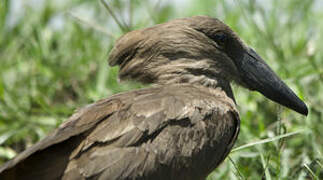 Hamerkop