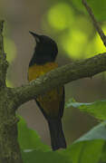 Montserrat Oriole