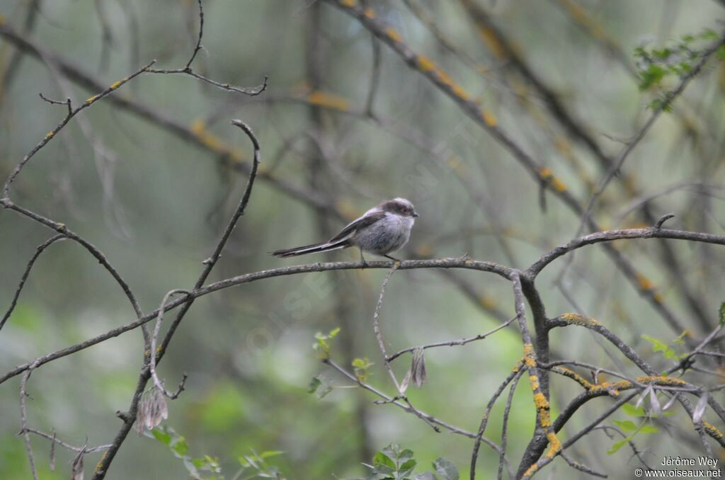 Long-tailed Tit