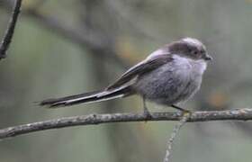 Long-tailed Tit