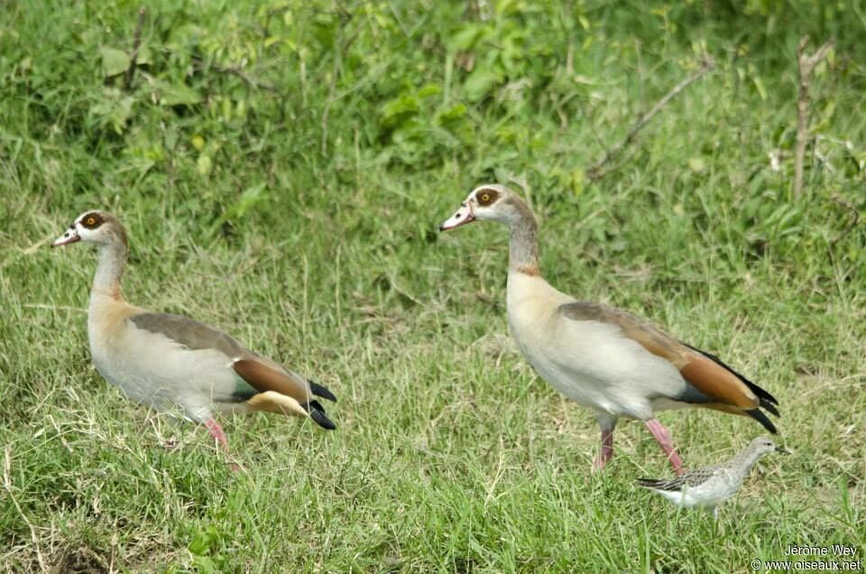 Egyptian Goose