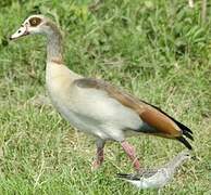 Egyptian Goose