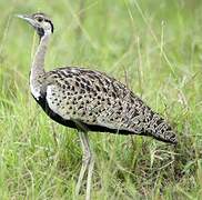 Black-bellied Bustard