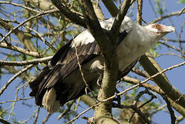 Palm-nut Vulture