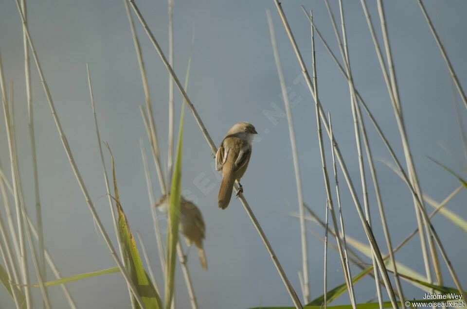 Bearded Reedling