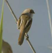 Bearded Reedling