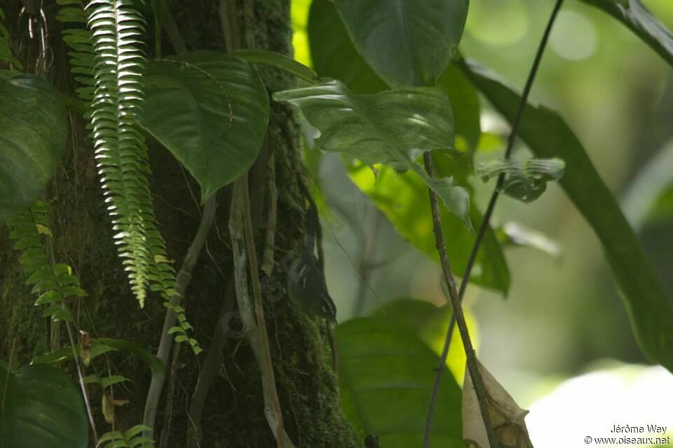 Plumbeous Warbler