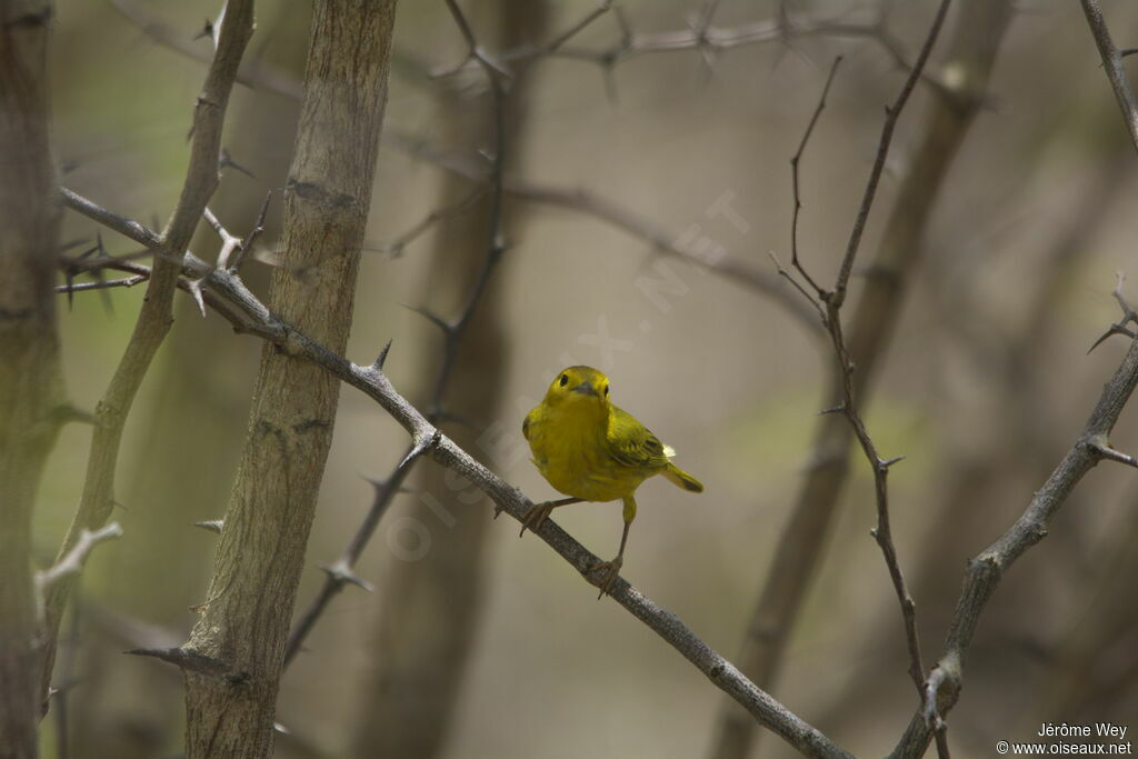 Mangrove Warbler