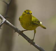 Mangrove Warbler