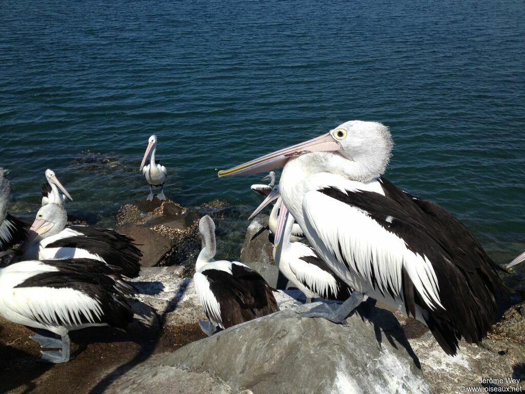 Australian Pelican