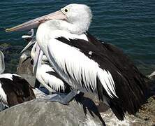 Australian Pelican