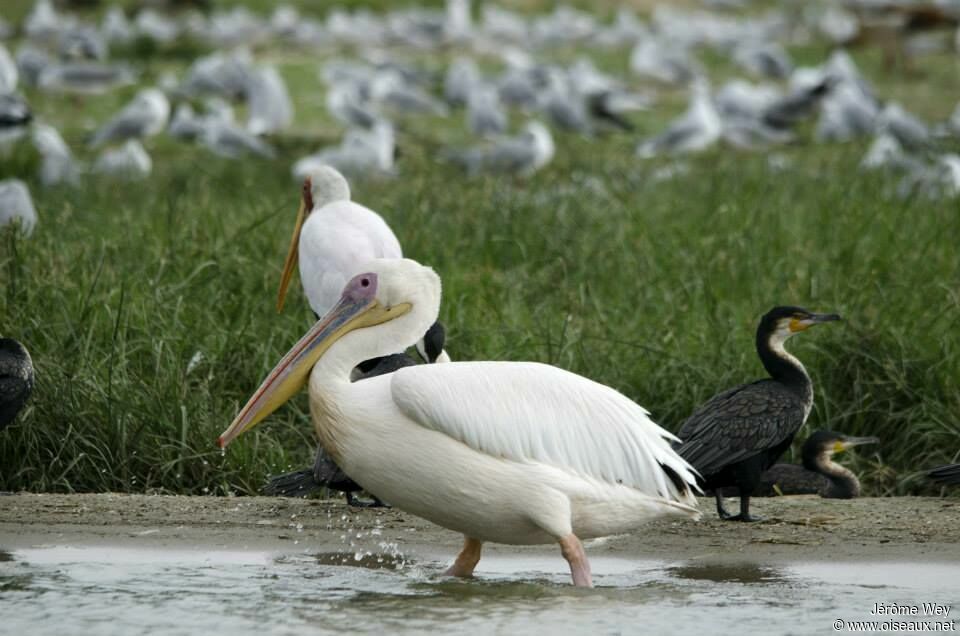 Great White Pelican