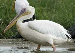 Great White Pelican