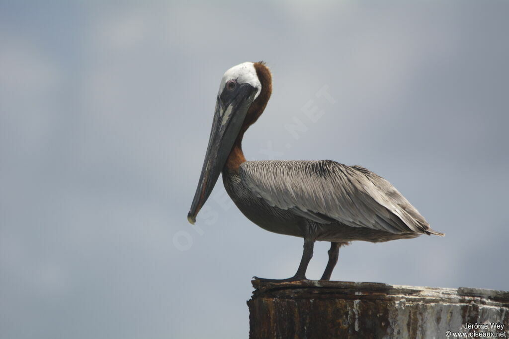 Brown Pelicanadult breeding, identification