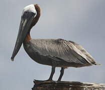 Brown Pelican