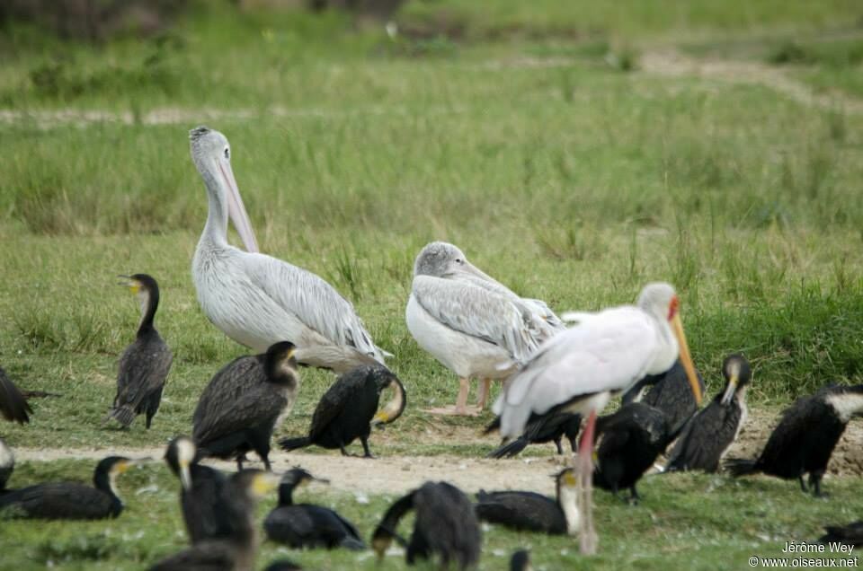 Pink-backed Pelican