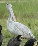 Pink-backed Pelican