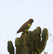 Meyer's Parrot