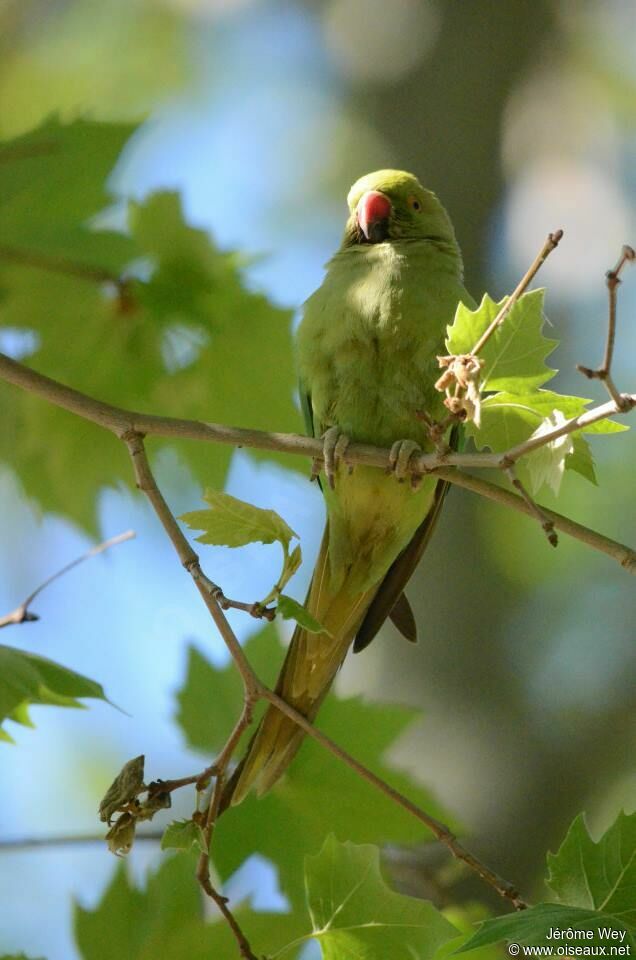 Rose-ringed Parakeet