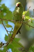 Rose-ringed Parakeet