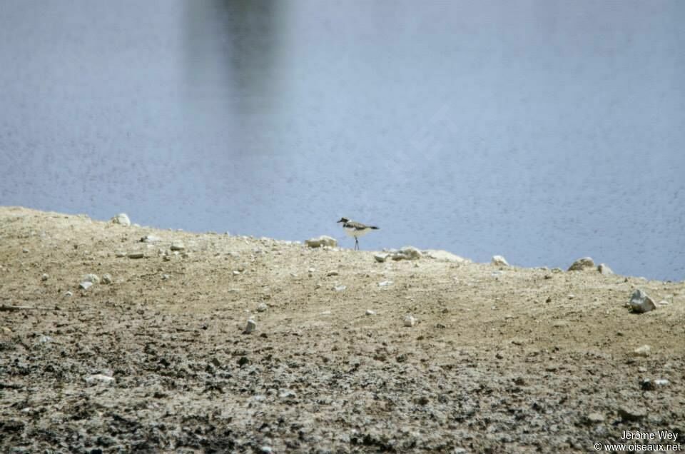 Little Ringed Plover