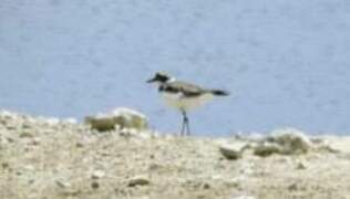 Little Ringed Plover