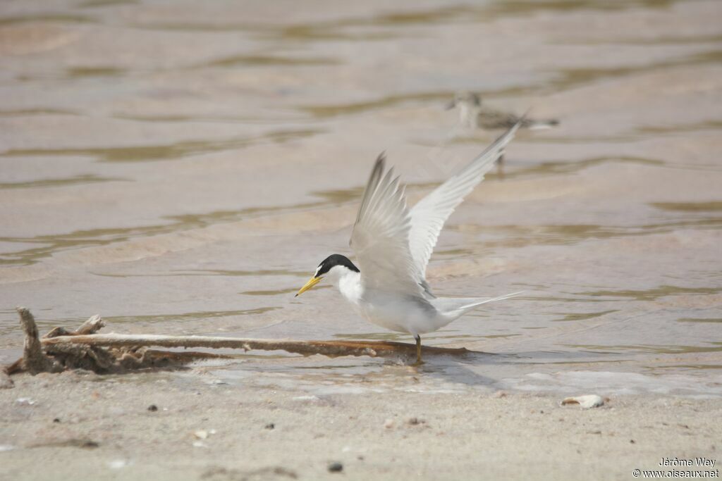 Least Tern