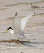 Least Tern