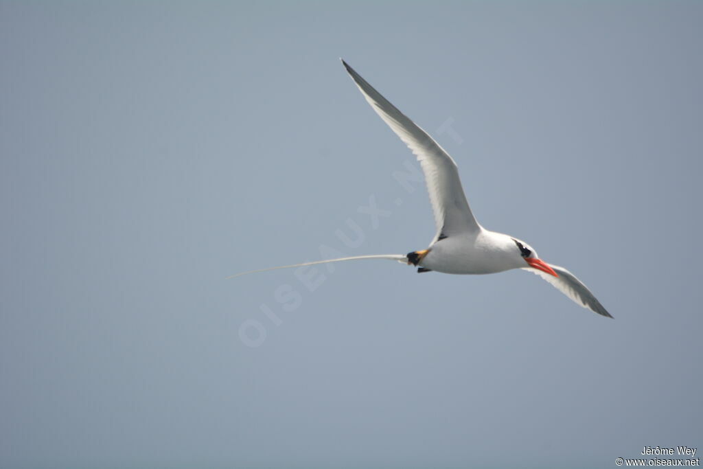 Red-billed Tropicbird