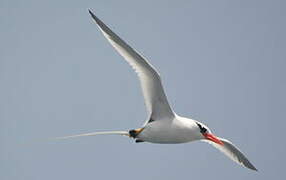 Red-billed Tropicbird