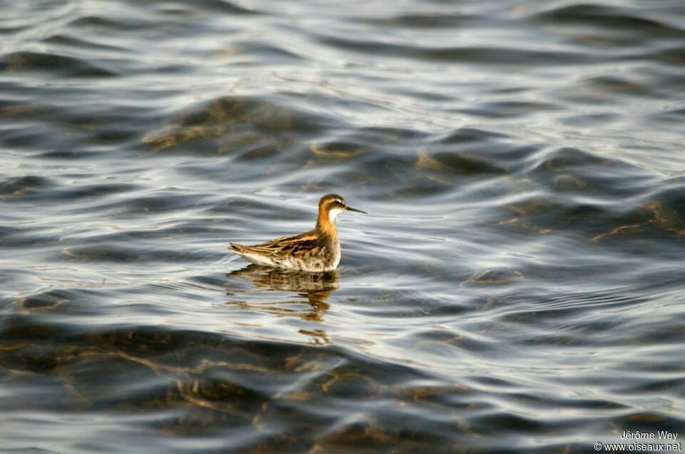 Phalarope à bec étroit