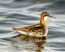 Red-necked Phalarope