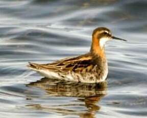 Phalarope à bec étroit