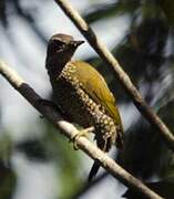 Brown-eared Woodpecker