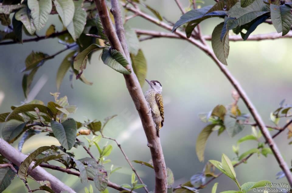 Speckle-breasted Woodpecker female