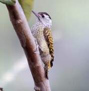 Speckle-breasted Woodpecker