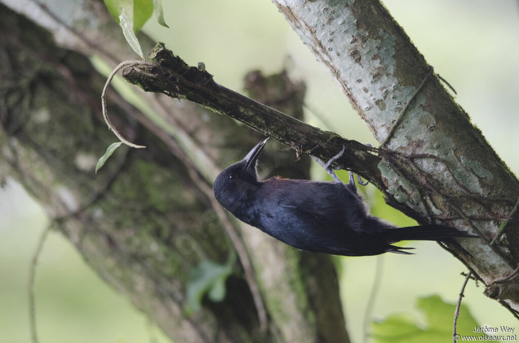 Guadeloupe Woodpecker